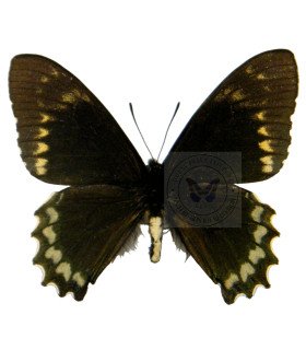 Papilionidae Battus madyes plinius