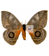 saturniidae 5