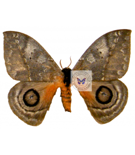 saturniidae 5