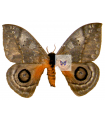 Automeris denticulata