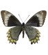 Papilionidae Battus madyes buchei