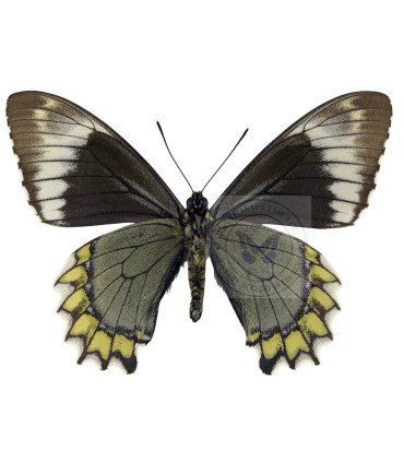 Papilionidae Battus madyes buchei