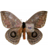saturniidae 5