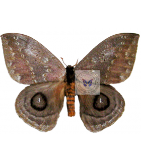 saturniidae 5