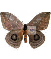Automeris denticulata A.1/A.1-