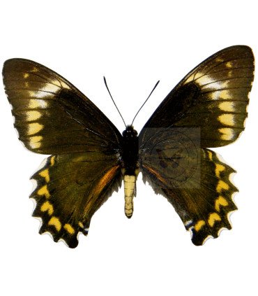 Papilionidae Battus madyes buchei