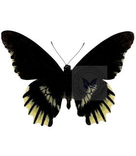 Papilionidae Battus streckerianus