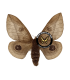 saturniidae 5