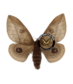 Automeris diovolanda