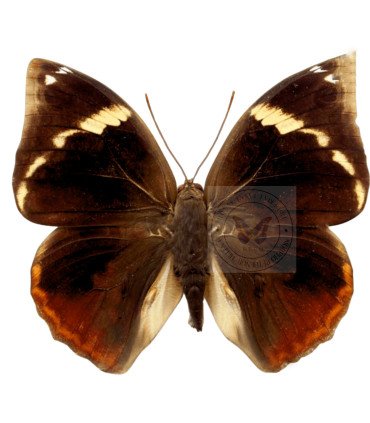 Brassolidae Opsiphanes Tamarindi