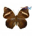 Osiphanes quiteria