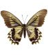 Papilionidae Battus streckerianus