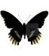 Papilionidae Battus streckerianus