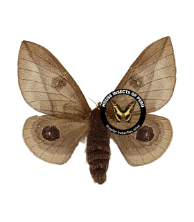 saturniidae 5