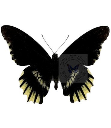 Papilionidae Battus streckerianus
