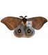 SATURNIIDAE5