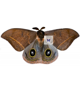 SATURNIIDAE5