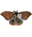 Automeris gabriellae