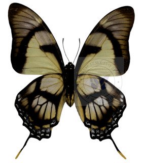 Papilionidae Eurytides dolicaon deileion