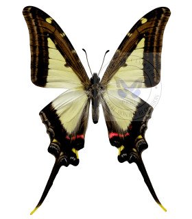 Papilionidae Eurytides Leucaspis