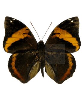 Brassolidae  Opsiphanes Cassina