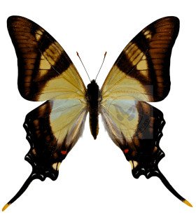 Papilionidae Eurytides Serville