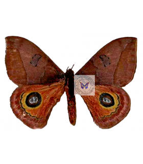 saturniidae 5