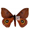 Automeris andicola A.1/A.1-