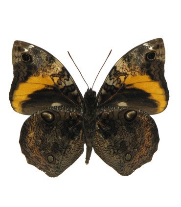 Brassolidae  Opsiphanes Cassina