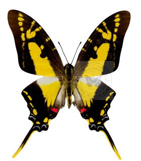 Papilionidae Neographium (Eurytides) thyastes thyastinus