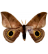 SATURNIIDAE5