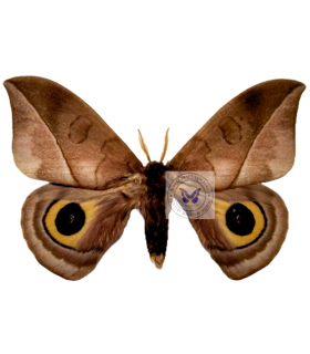 SATURNIIDAE5