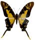 Papilionidae Neographium (Eurytides) thyastes thyastinus