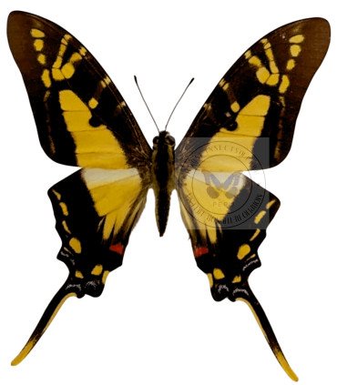 Papilionidae Neographium (Eurytides) thyastes thyastinus