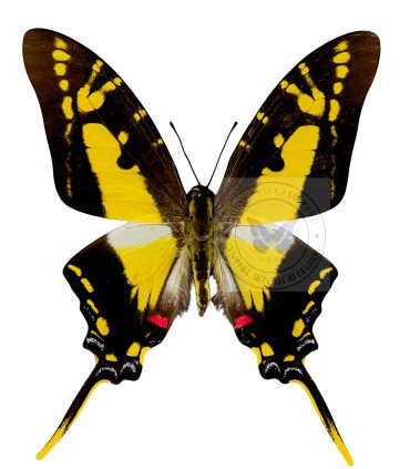 Papilionidae Neographium (Eurytides) thyastes thyastinus