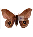 Automeris atrolimbata