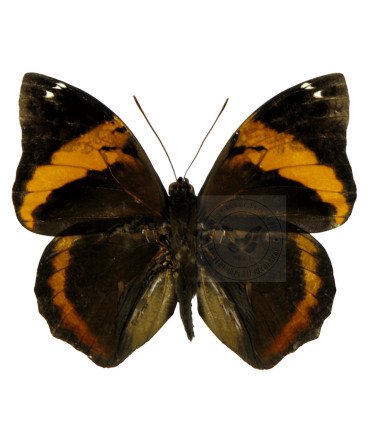 Brassolidae  Opsiphanes Cassina