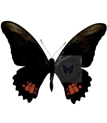 Papilionidae Heraclides (Papilio) anchisiades