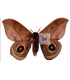 SATURNIIDAE5