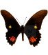 Papilionidae Heraclides (Papilio) anchisiades