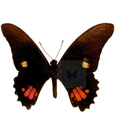 Papilionidae Heraclides (Papilio) anchisiades