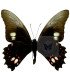 Papilionidae Heraclides (Papilio) anchisiades