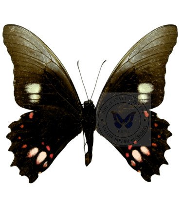 Papilionidae Heraclides (Papilio) anchisiades