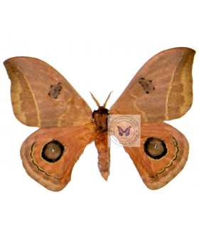 SATURNIIDAE5