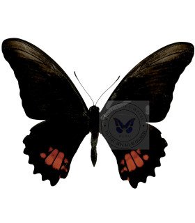 Papilionidae Heraclides (Papilio) anchisiades