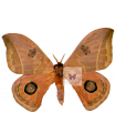 Automeris duchartrei A.1/A.1-