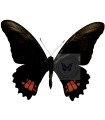 Papilio anchisiades A.1/A.1-