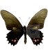 Papilionidae Heraclides chianisiades chianisiades