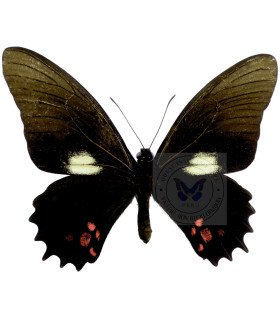 Papilionidae Heraclides chianisiades chianisiades