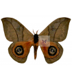 Automeris liberia